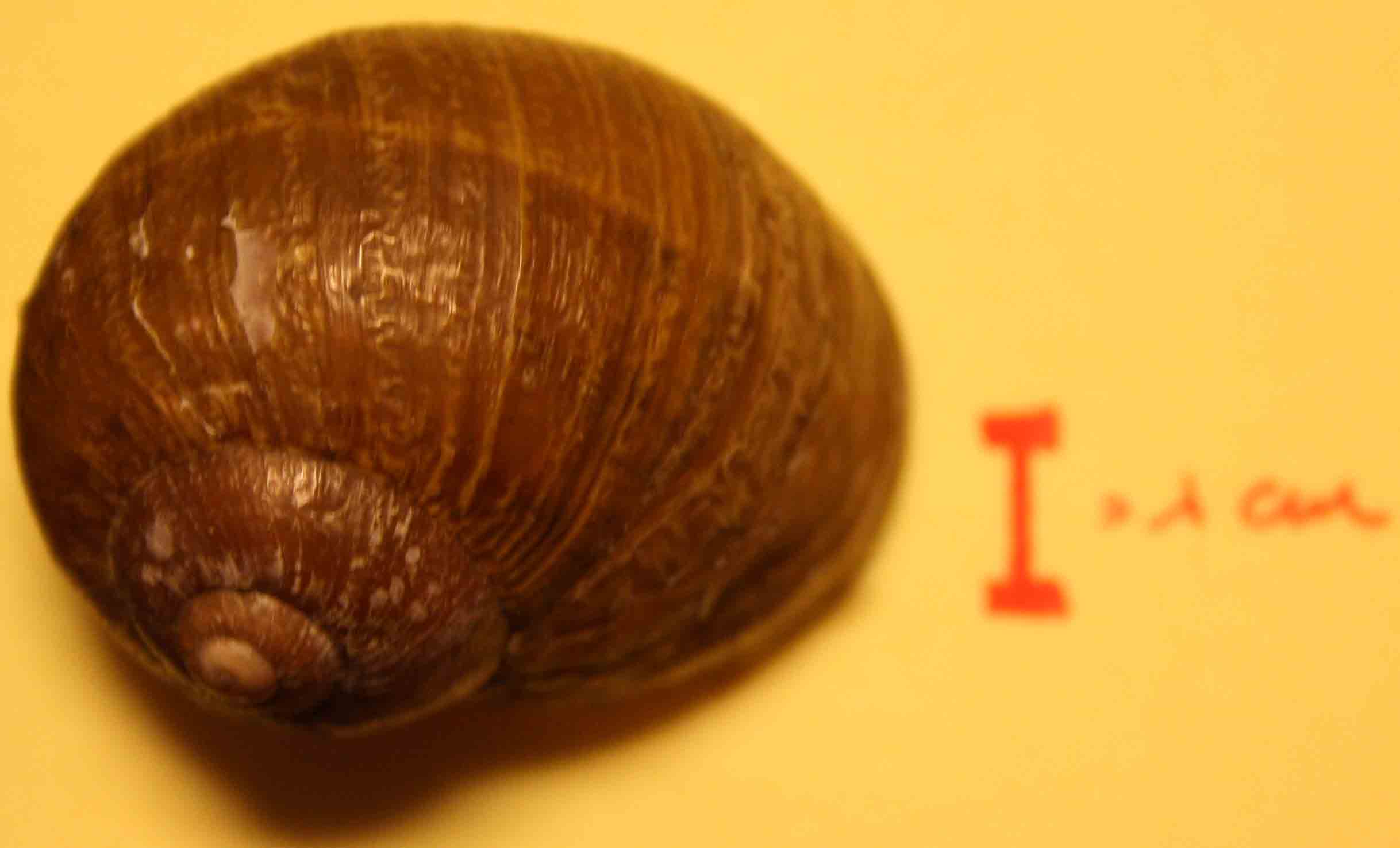 cantareus apertus?